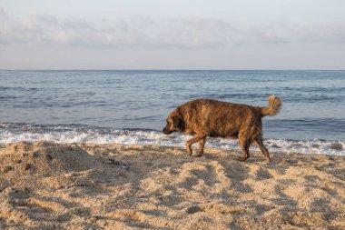 Bir köpek Alanya 'daki Akdeniz kıyısında Kleopatra Sahili boyunca yürür. Türkiye 'de Köpekler