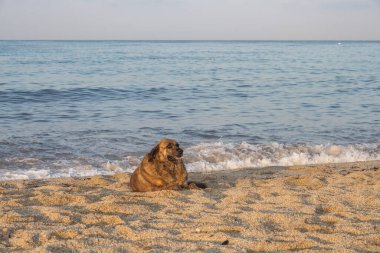 Alanya 'daki Akdeniz kıyısındaki Kleopatra kumsalında bir köpek yatıyor..