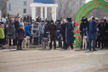 Uralsk (Oral), Kazakistan, 22.03.2024 - Kazakistan 'da Nauryz tatili. Kazak köpekleri, Nauryz bayramında Tazy 'yi besler..