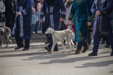 Uralsk (Oral), Kazakistan, 22.03.2024 - Kazakistan 'da Nauryz tatili. Ulusal Kazak kostümlü insanlar ve Kazak köpekleri Nauryz bayramında Tazy 'yi çiftleştiriyor..