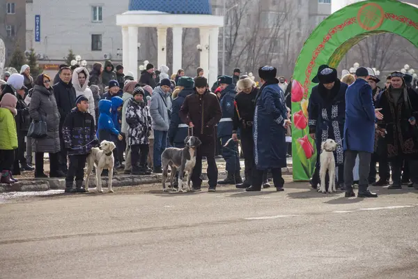 Uralsk (Oral), Kazakistan, 22.03.2024 - Kazakistan 'da Nauryz tatili. Kazak köpekleri, Nauryz bayramında Tazy 'yi besler..