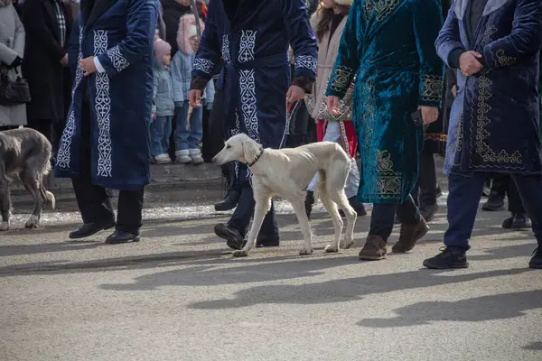 Uralsk (Oral), Kazakistan, 22.03.2024 - Kazakistan 'da Nauryz tatili. Ulusal Kazak kostümlü insanlar ve Kazak köpekleri Nauryz bayramında Tazy 'yi çiftleştiriyor..