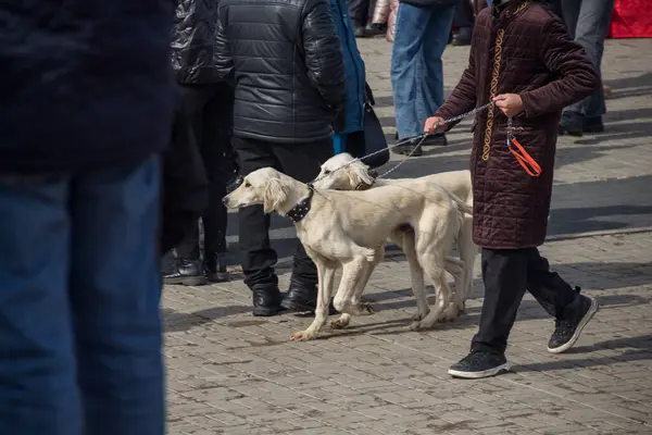 Kazakistan 'da Nauryz tatili. Adam Tazy cinsinden köpeklerle yürüyor..