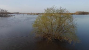 Kazakistan 'da sel. Ağaç suyla doldu. Oral Nehri kıyılarından taştı. Sudaki ağaç.
