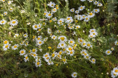 Kazakistan tarlalarında yabani papatyalar. Çayırdaki papatya çiçekleri