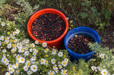 Papatyalar arasında kovalarca yabani orman üzümü. Frenk üzümü.