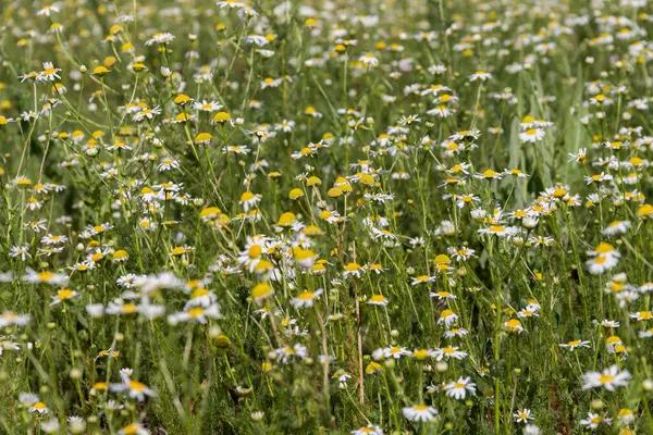 stock image Flowers Wild daisies in the fields of Kazakhstan. Camomile field. Chamomile flowers in the field