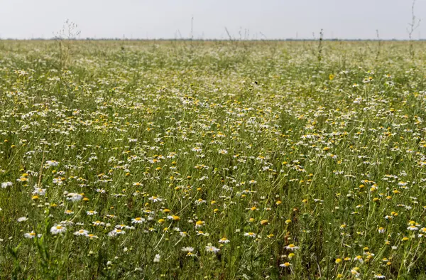 Stock image Flowers Field daisies in the fields of Kazakhstan. Camomile field. Chamomile flowers in the field