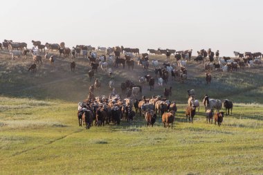 Yamaçtan inen bir koyun sürüsü. Kazakistan 'da sığır yetiştiriciliği. Koyun yetiştiriciliği. Bozkırda bir sürü koyun.