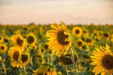 Parlak ayçiçeği yakın plan. Sıcak güneş ışığında ayçiçeği. Tarım. Ayçiçeği yağı üretimi
