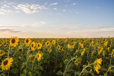Bir ayçiçeği tarlası açık bir gökyüzüne karşı güneşten uzaklaştı. Kazakistan. Tarım. Ayçiçeği yağı üretimi