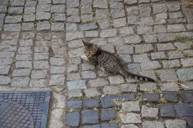 Batumi 'de kaldırımda bir kedi yavrusu yatıyor. Batumi (Gürcistan) 'da büyük kaldırım taşı).