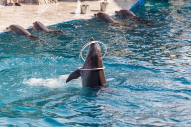Bir yunus Batumi Dolphinarium 'unda halka döndürür. Georgia 'ya git..