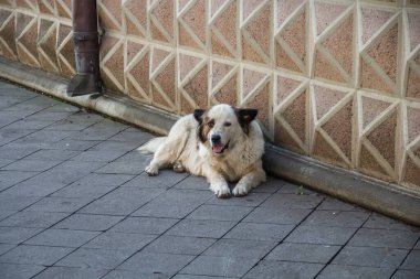 Georgia 'da evsiz beyaz bir köpek kaldırımda gölgede yatıyor. Bir sokak köpeği gölgede dinleniyor..