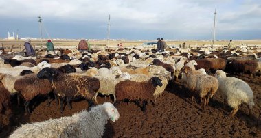 Batı Kazakistan bölgesi, 2.11.2024: İnsanlar koyunlarını bir ağılda arıyorlar. Kazakistan 'da koyun çiftliği. İnsanlar kış için koyunlarını eve götürmek istiyorlar..