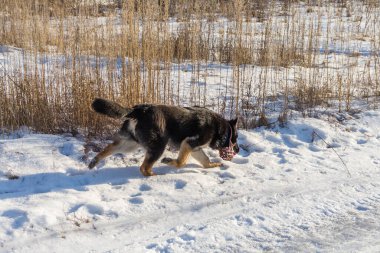 Ağızlığı sarkık bir Alman çoban köpeği kışın korulukta yürür..