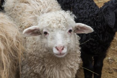 Meraklı beyaz koç. Evcil kırsal hayvanlar.