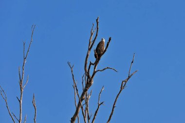 Yetişkin, beyaz karınlı deniz kartalı yırtıcı kuş, ayağının dibindeki Sarı Su-Ngurrunrudjba Billabong 'da av ararken kuru bir ağacın dalına tünemişti. Kakadu Nali. Park-NT-Avustralya.