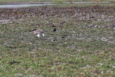 Erişkin, beyaz karınlı deniz kartalı yırtıcı kuş. Sarı Su Ngurrungurrudjba Billabong 'un bitişiğindeki taşkın ovasında tutarken kuşlarla besleniyor. Kakadu NP-NT-Avustralya