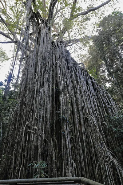 Strangler Feige Ficus Virens Genannt Curtain Fig Tree Vorhang Aus — Stockfoto