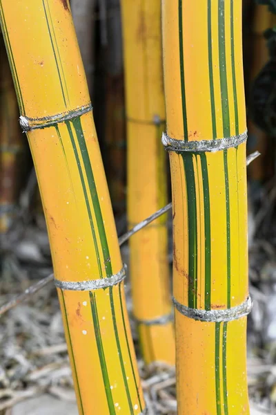 Steli Paese Delle Fate Bambù Dorato Palo Pesce Phyllostachys Aurea — Foto Stock