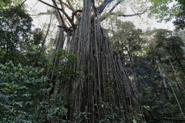 Boğucu incir-ficus bakireleri. Adı Perde İncir Ağacı perdesi. En az 500 yıllık olduğu tahmin edilen yere 15 metre düşüyor. Yungaburra-Atherton Masa Diyarı-Queensland-Avustralya