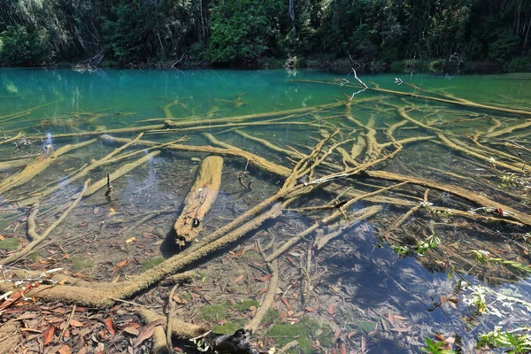 Confusion of dead tree trunks submerged in a small cove at the SE end with shore vegetation casting strong reflections on the transparent water of Lake Eacham. Atherton Tableland-Queensland-Australia.