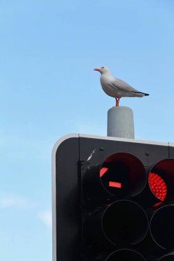 Gümüş martı, Corso ve Belgrave Caddesi 'nin köşesine konmuş kırmızı bir trafik ışığına tünemiş. Mavi gökyüzüne doğru seyrek ve geniş bulutlarla kaplı. Erkek banliyösü-Sydney-New South Wales-Avustralya.