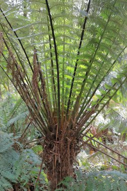 Koyu yeşil, yumuşak bir ağaç eğreltiotunun kabaca dokulu ön kısmı ya da insan eğreltiotu -Dicksonia antarctika- Büyük Okyanus Yolu yakınlarındaki yağmur ormanları döngüsünde, Otway Sıradağları. Apollo Körfezi-VIC-Avustralya.