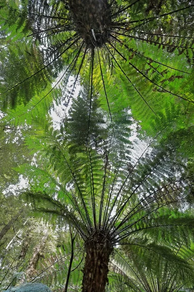 Canopy of soft tree ferns or man ferns -Dicksonia antarctica- covering the rainforest loop walk next to the Great Ocean Road as it traverses the Otway Ranges past Apollo Bay town. Victoria-Australia.