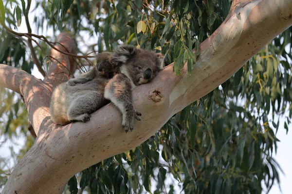 Female Victorian Koala Joey Her Back Resting Smooth Bark Big — Stock Photo, Image