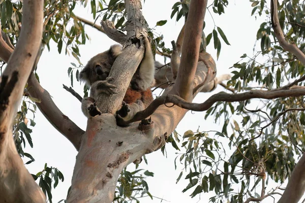 Female Victorian Koala Sitting Rest Place Branches Branchlets Green Leaves — Stock Photo, Image