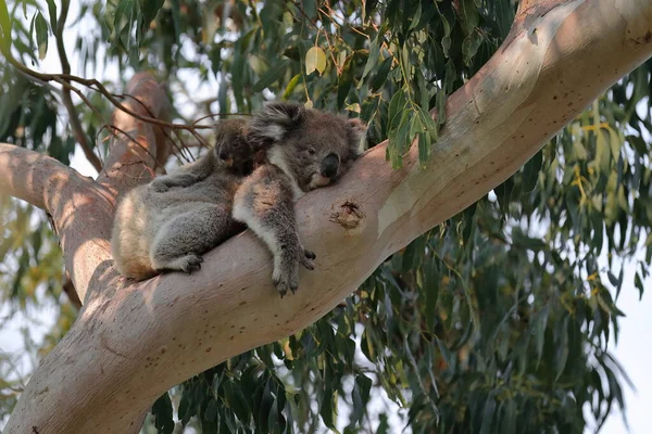 Koala Victoriano Femenino Con Joey Espalda Descansando Sobre Corteza Lisa Imagen de stock