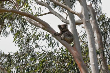 Viktorya dönemi koalası, Warrnambool şehrinin yanındaki Tower Hill volkanik bölgesindeki bir okaliptüs ağacının dalları, dalları ve yeşil yaprakları arasında dinlenme yerinde oturuyor. Victoria-Avustralya.