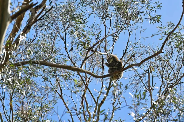 Victorian koala with joey on her back resting on a branch fork under the leaves of a eucalyptus tree inside the Tower Hill dormant volcano midway between Port Fairy and Warrnambool. VIC-Australia.