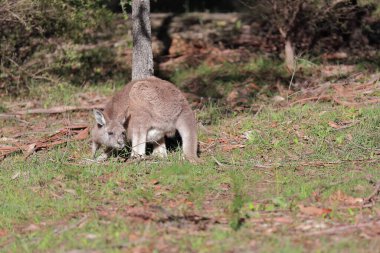 Doğu gri kangurusu, sabah güneşinin altında, Halls Gap Gap Topluluğu Bahçesi-Rezerv Spor Salonu yakınlarındaki çalı çizgili bir çayırda dolaşırken geriye bakıyor. The Grampians-VIC-Australia.