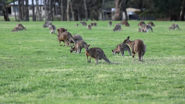 Mob Van Mannelijke Vrouwelijke Oosterse Grijze Kangoeroes Grazen Avond Een — Stockfoto
