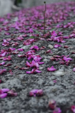 Kendine özgü bir hayal gücü. Evet. Judas ağacının koyu pembe taç yaprakları -Cercis silistrastrum- şehrin üst kesimindeki bir sokak yolundaki korkuluk duvarının taş kaplamasına yayılmış çiçekler. Cirokaster-Arnavutluk.