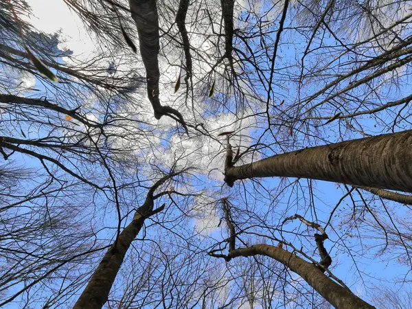 Low angle view of converging, bare beech tree trunks against blue sky with white clouds in early springtime, next to a hiking trail along the west slope of Galicica mountain. Ohrid-North Macedonia.