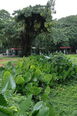 Giant taro -Alocasia macrorrhizos- plant bed in the Isla Josefina Island protected natural landscape of the Almendares River Park, important city's lung bursting with lush greenery. Havana-Cuba. clipart