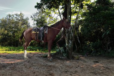 Sorrel or chestnut horse used for pleasure trail-riding with tourists in the valley, waits rope-tethered to a ceibon tree trunk for its rider to come back from visiting a nearby estate. Vinales-Cuba. clipart