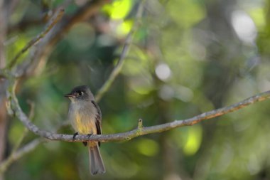 Crescent-eyed pewee bird -Contopus caribaeus- perched on a thin branch in a shady woodland area of the agricultural land of the UNESCO World Heritage listed Valle de Vinales Valley. Pinar del Rio-Cuba clipart