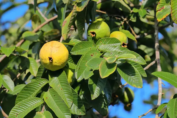 Guava meyveleri - Psidium guajava-, yaygın, sarı, elma veya limon guayaba, Karayipler 'de yaygın olarak yetişen mersin ağacının tropikal ağacı, burada Valle de Vinales Vadisi' nde. Pinar del Rio-Küba.