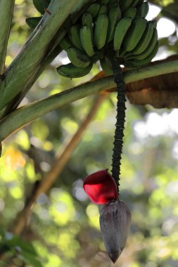 Banana plant displaying a hanging bunch of unripe green fruit and a partially opened inflorescence, on the Sendero Centinelas del Rio Melodioso Hike of Parque Guanayara Park. Cienfuegos Province-Cuba. clipart