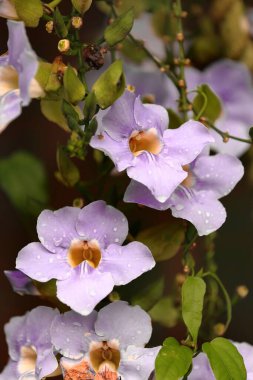 Mor pembemsi defne çiçekleri -Thunbergia laurifolia- Santo Domingo köyünü geçtikten sonra yoğun bir tropikal yağış sonrası su damlalarının olduğu yoğun yolun kenarında çiçek açıyor. Büyükanne-Küba.