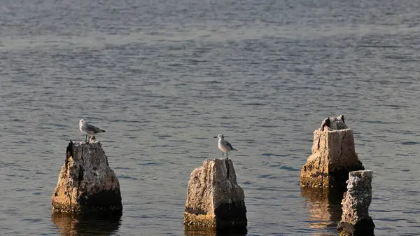 stock image Laughing gulls -Leucophaeus atricilla- perched on dilapidated reinforced concrete posts on Cayo Granma Key west shore in the south area of the bay near its mouth into the Caribbean Sea. Santiago-Cuba.