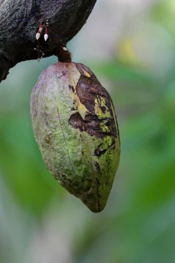 Trinitario çeşitliliğinin kakao kabuğu erken olgunlaşma sürecinde hala ağaçta toplanmayı bekliyor, kakao çiftliği şehrin kuzeyinde Ruta del Cacao Route sosyokültürel patikasında. Baracoa-Küba.