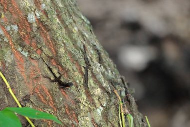 Kübalı ağaç gövdesi anole Anolis Argenteolus ya da Küba çam ağacının kabuğundaki Guantanamo anole koyu koyu bir çam ağacından yeni çıkmış. Baracoa-Küba.