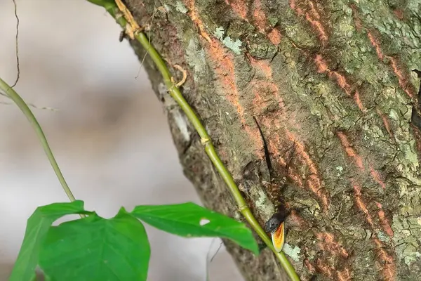 Stock image Specimen of Cuban trunk anole -Anolis argenteolus- or Guantanamo anole on the rough bark of a Cuban pine tree displaying a visible, extended skin dewlap lively colored in yellow and red. Baracoa-Cuba.