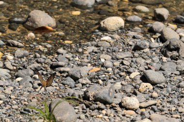 Many-banded daggerwing butterfly -Marpesia chiron- of the chironides subspecies spotted on the ground while puddling on the riverbank mud of the Rio Yurumi canyon area, near the mouth. Baracoa-Cuba. clipart